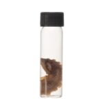 Real Tentacle Wet Specimen – Single