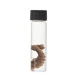 Real Tentacle Wet Specimen – Single