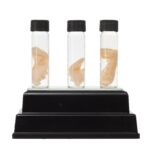 Real Tentacle Wet Specimen – Single