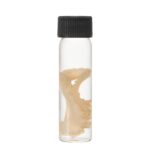 Real Tentacle Wet Specimen – Single