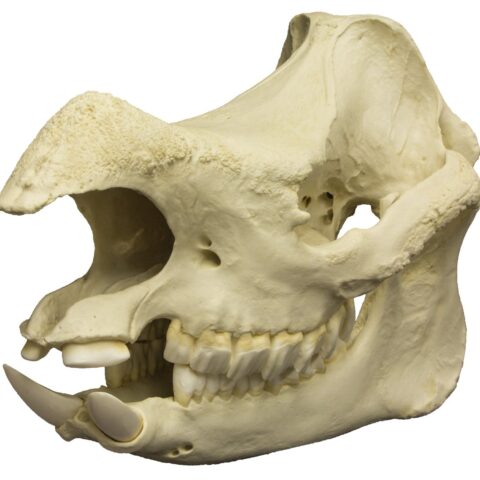 Replica Javan Rhinoceros Skull