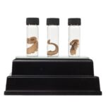 Real Tentacle Wet Specimen – Single