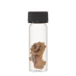 Real Tentacle Wet Specimen – Single