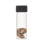 Real Tentacle Wet Specimen – Single