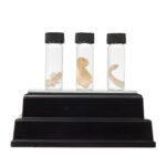 Real Tentacle Wet Specimen – Single