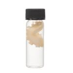 Real Tentacle Wet Specimen – Single