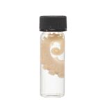 Real Tentacle Wet Specimen – Single
