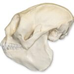 Replica Titi Monkey Skull