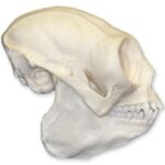 Replica Titi Monkey Skull