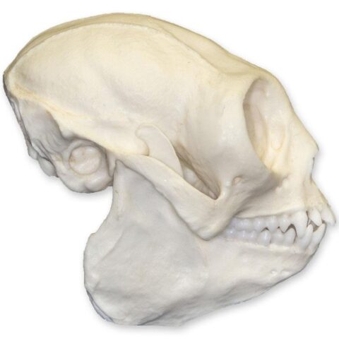 Replica Titi Monkey Skull