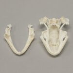 Real Tokay Gecko Skull