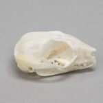 Real Sugar Glider Skull