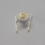 Real Copperhead Snake Skull