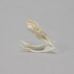 Real Copperhead Snake Skull