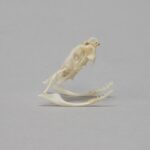 Real Copperhead Snake Skull