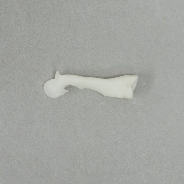Real Squirrel Baculum – Single