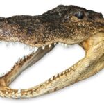 Real Freeze-dried Alligator Head
