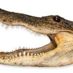 Real Freeze-dried Alligator Head
