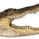 Real Freeze-dried Alligator Head