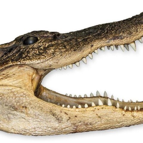 Real Freeze-dried Alligator Head