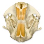 Real Attwater’s Pocket Gopher Skull