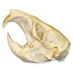 Real Attwater’s Pocket Gopher Skull