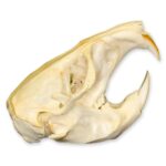 Real Attwater’s Pocket Gopher Skull