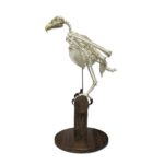 Replica Bald Eagle Skeleton