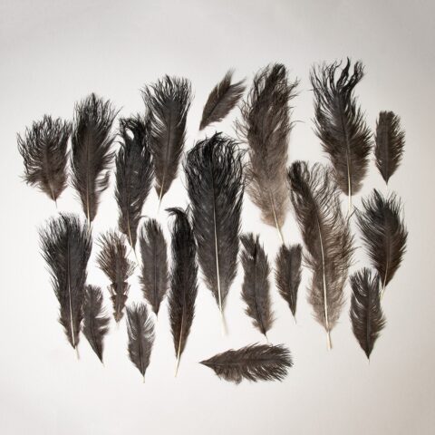 Real Bag-O-Ostrich Feathers