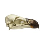 Replica Griffon Vulture Skull