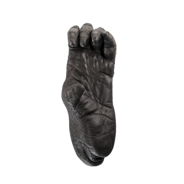 Replica Sumatran Orangutan Left Foot – Female