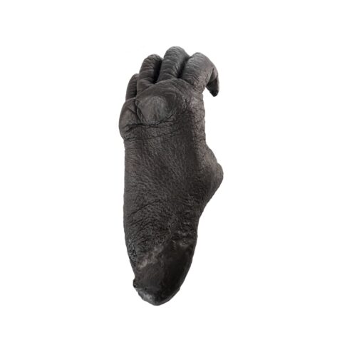 Replica Sumatran Orangutan Left Foot - Female
