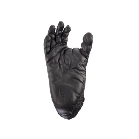 Replica Chimpanzee Right Foot - Male