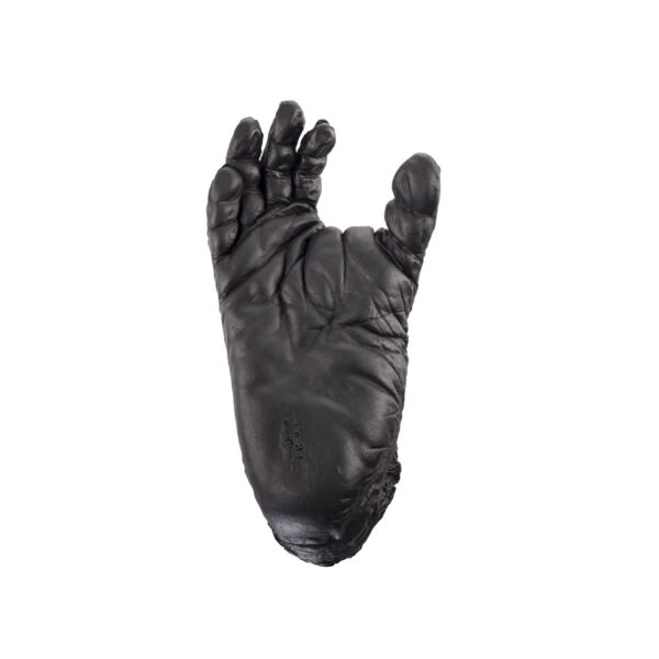 Replica Chimpanzee Right Foot – Male
