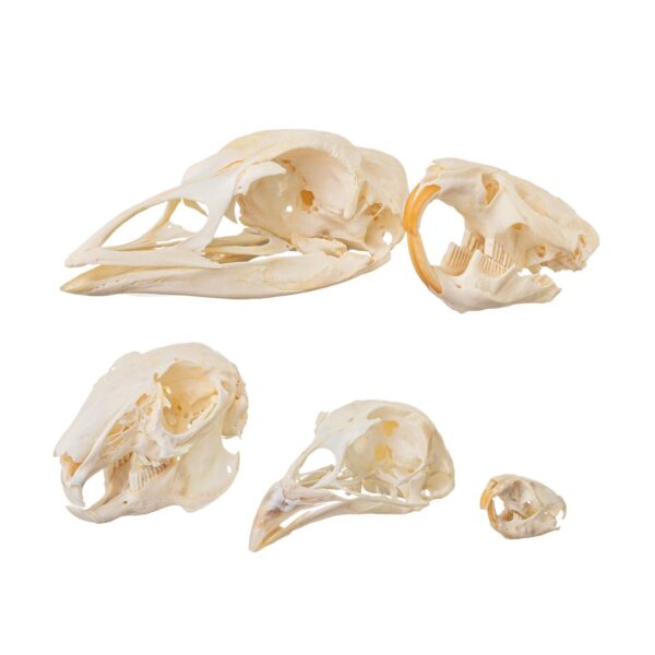 Real Skull Comparison Kit – Prime Collection