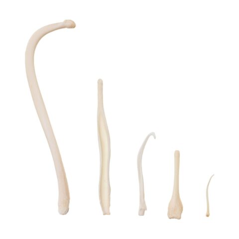 Real Baculum Set (Raccoon, Squirrel, Skunk, Coyote, and Beaver)