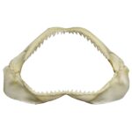 Real Shark Jaw – Multiple Sizes