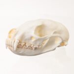 Replica Fisher Skull – Female