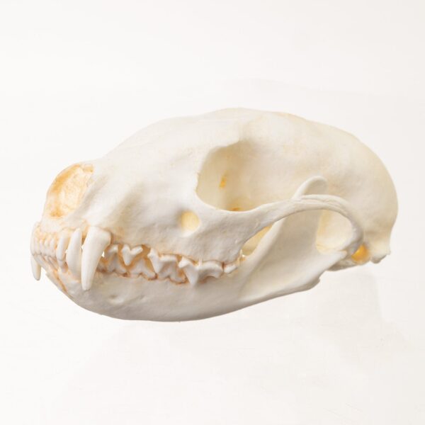 Replica Fisher Skull – Female