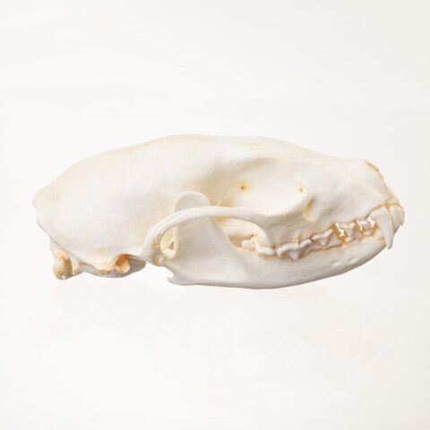 Replica Fisher Skull - Female