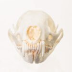 Replica Fisher Skull – Female