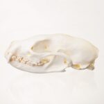 Replica Fisher Skull – Female