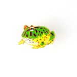 Surinam Horned Frog Enamel Pin (Ceratophrys cornuta)