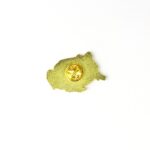 Surinam Horned Frog Enamel Pin (Ceratophrys cornuta)