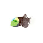 Barreleye Enamel Pin (Macropinna microstoma)