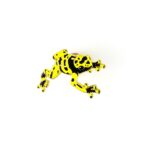 Bumblebee Poison Dart Frog Enamel Pin (Dendrobates leucomelas)