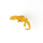 Leopard Gecko Enamel Pin (Eublepharis macularius)