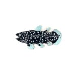 Coelacanth Enamel Pin (Coelacanthiformes)