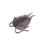 Olenoides Enamel Pin (Olenoides serratus)