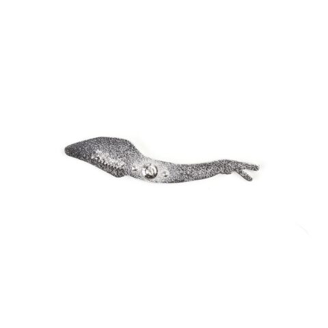 Pikaia Enamel Pin (Pikaia gracilens)